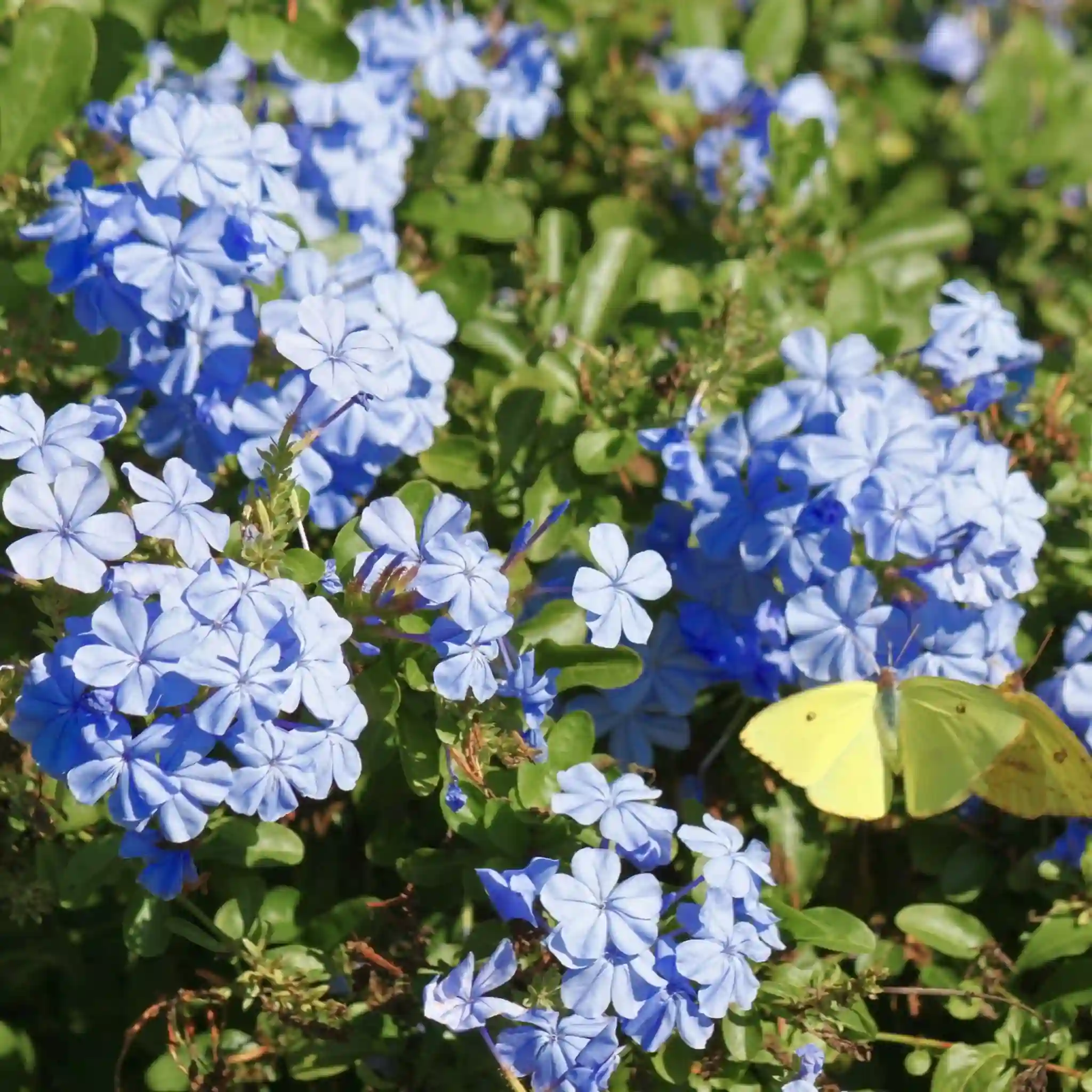 Plumbago Plant